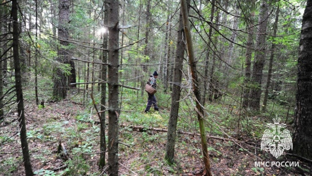 МЧС рекомендует: что нужно делать, если потерялся в лесу.